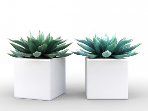 potted plant - succulents Model 3D
