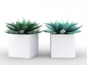 potted plant - succulents 3D Model