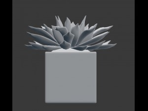 potted plant - succulents Model 3D