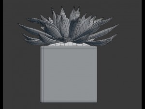 potted plant - succulents Model 3D