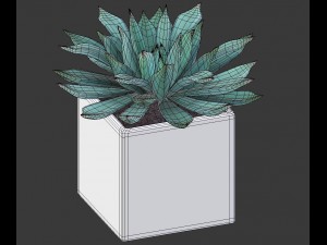 potted plant - succulents Model 3D