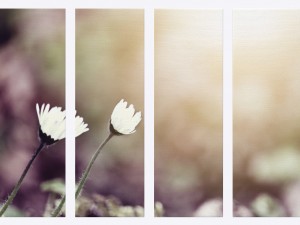printed canvas - little white flower 3d 3D Model