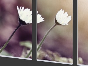 printed canvas - little white flower 3d 3D Model