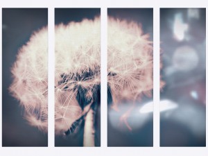 printed canvas - dandelion flower model Modèle 3D
