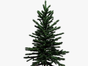 spruce 3D-Modell