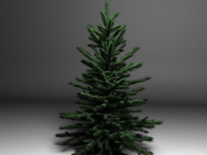 spruce 3D Model