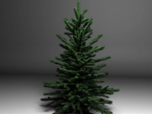 spruce 3D Model