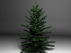 spruce 3D Model