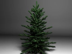 spruce 3D Model