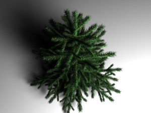spruce 3D Model
