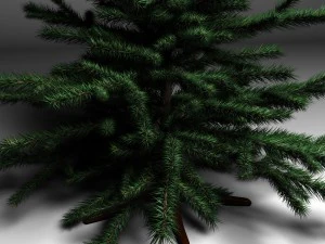 spruce 3D Model