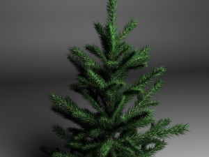 spruce 3D Model