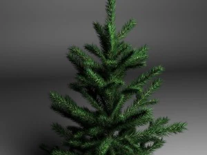 spruce 3D Model