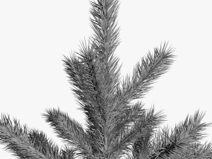 spruce 3D Model