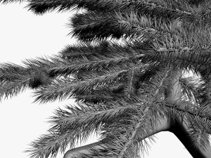 spruce 3D Model