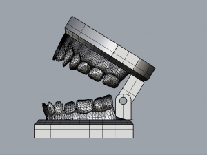 dental model 3D Model