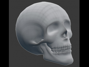 human skull 3D 모델