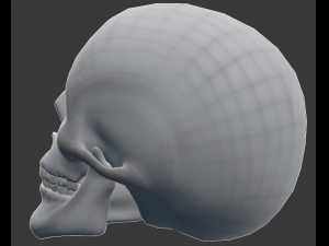 human skull 3D 모델