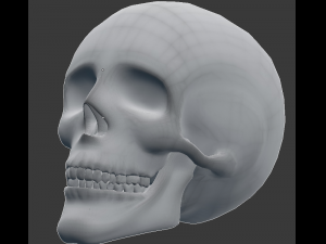 human skull 3D 모델
