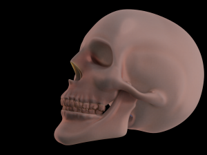 human skull 3D 모델