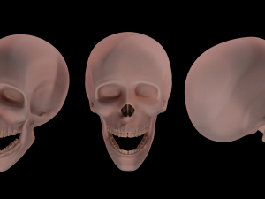 human skull 3D 모델