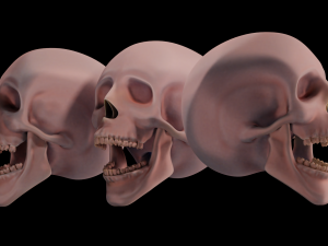 human skull 3D 모델