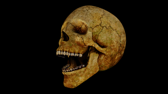 human skull 3D 모델 .c4d .max .obj .3ds .fbx .stl .blend 