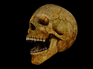 cr&acirc;nio humano Modelo 3D
