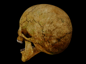 human skull 3D 모델