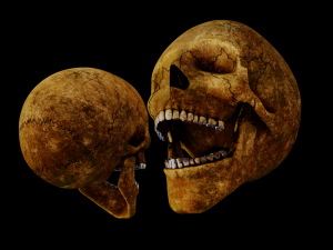 human skull 3D 모델
