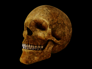human skull 3D 모델