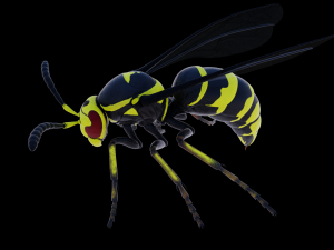wasp 3D Model