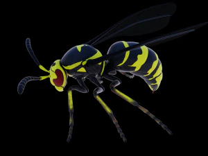 wasp 3D Model