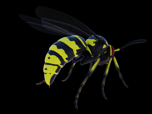 wasp 3D Model