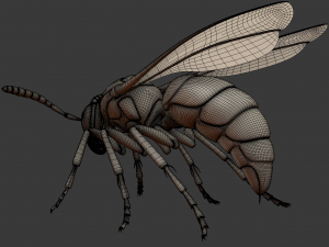 wasp 3D Model
