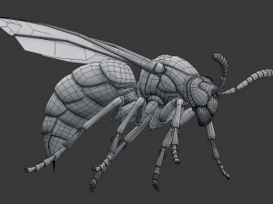 wasp 3D Model