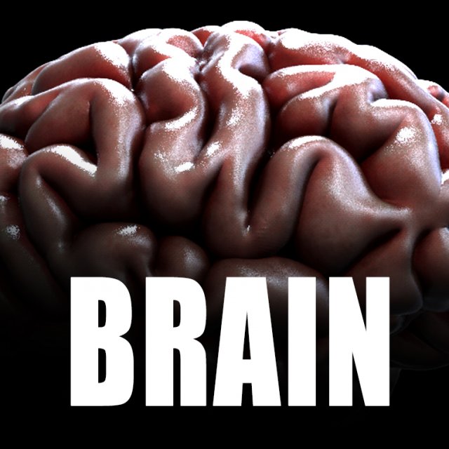 3d human brain model 3Dモデル .c4d .max .obj .3ds .fbx .stl .blend 