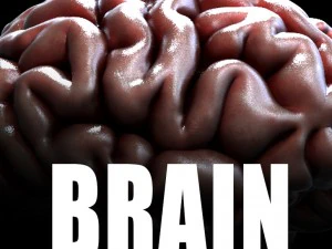 3D модель человеческого мозга 3D Модель