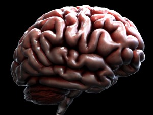3d human brain model 3Dモデル