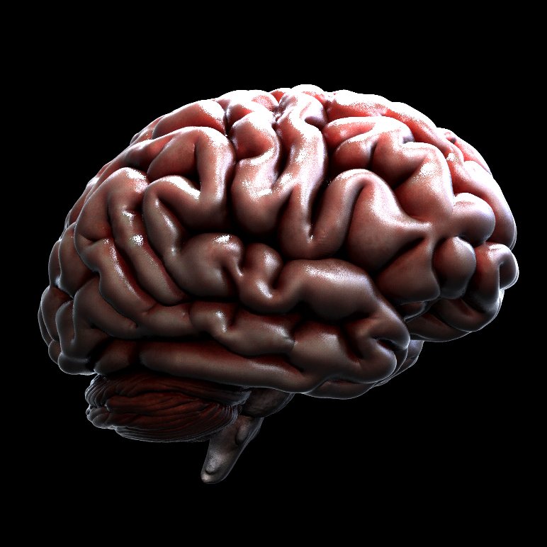 human brain 3d model cerematic