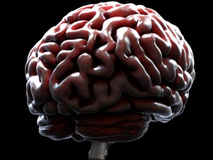 3d human brain model 3Dモデル