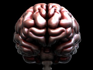 3d human brain model 3Dモデル