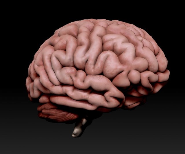 3d human brain pro Model 3D .c4d .max .obj .3ds .fbx .stl .blend 