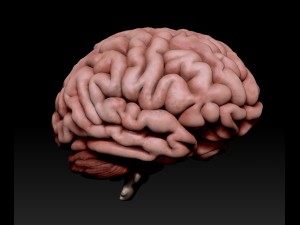 3d human brain pro 3D Model
