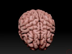 3d human brain pro 3D Model