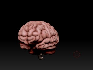 3d human brain pro Model 3D