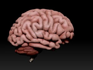 3d human brain pro 3D Model
