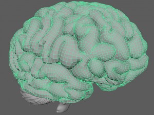 3d human brain pro Model 3D