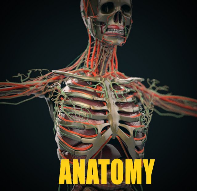 human anatomy complete 3D 모델 .c4d .max .obj .3ds .fbx .stl .blend 