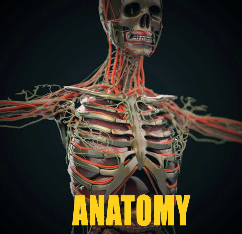 human anatomy complete 3D Model .c4d .max .obj .3ds .fbx .stl .blend 